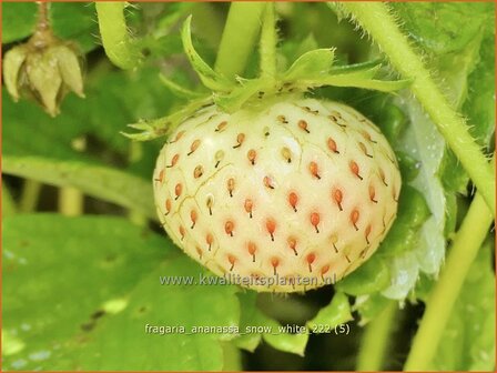 Fragaria ananassa &#039;Snow White&#039; | Ananasaardbei, Tuinaardbei, Aardbei | Garten-Erdbeere | Pineberry