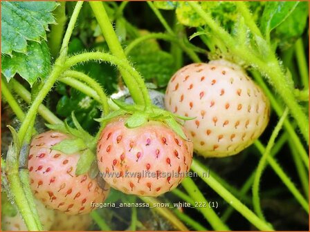 Fragaria ananassa &#039;Snow White&#039; | Ananasaardbei, Tuinaardbei, Aardbei | Garten-Erdbeere | Pineberry