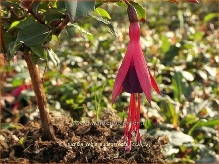 Fuchsia regia subsp. reitzii | Bellenplant, Tuinfuchsia, Fuchsia | Fuchsie | Fuchsia