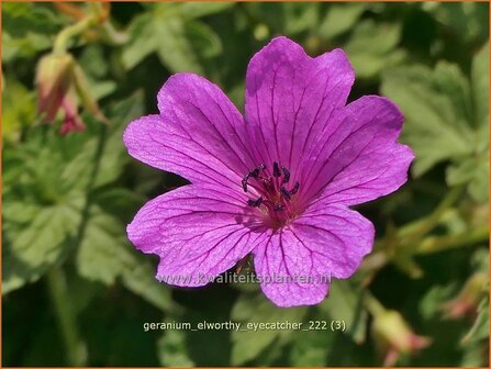 Geranium &#039;Elworthy Eyecatcher&#039; | Ooievaarsbek, Tuingeranium, Geranium | Storchschnabel | Cranesbill