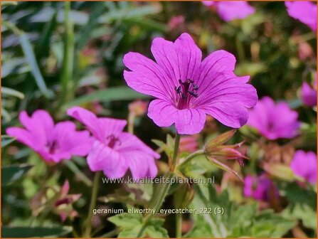 Geranium &#039;Elworthy Eyecatcher&#039; | Ooievaarsbek, Tuingeranium, Geranium | Storchschnabel | Cranesbill
