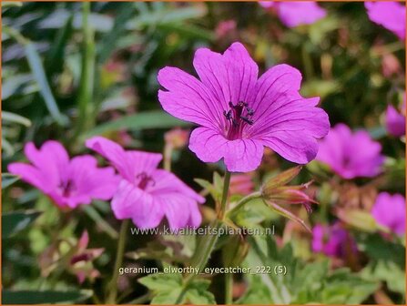 Geranium &#039;Elworthy Eyecatcher&#039; | Ooievaarsbek, Tuingeranium, Geranium | Storchschnabel | Cranesbill