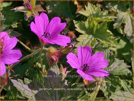 Geranium &#039;Elworthy Eyecatcher&#039; | Ooievaarsbek, Tuingeranium, Geranium | Storchschnabel | Cranesbill