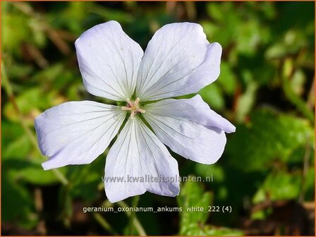 Geranium oxonianum &#039;Ankum&#039;s White&#039; | Basterd-ooievaarsbek, Ooievaarsbek, Tuingeranium, Geranium | Oxford-S