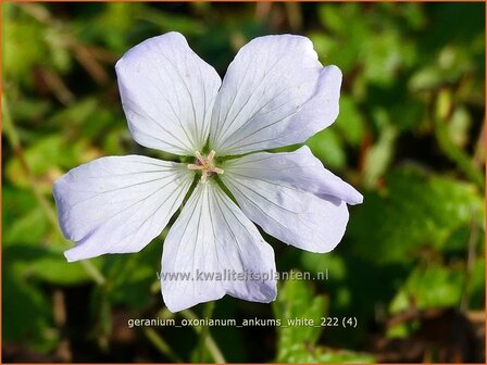 Geranium oxonianum &#039;Ankum&#039;s White&#039; | Basterd-ooievaarsbek, Ooievaarsbek, Tuingeranium, Geranium | Oxford-Storchs