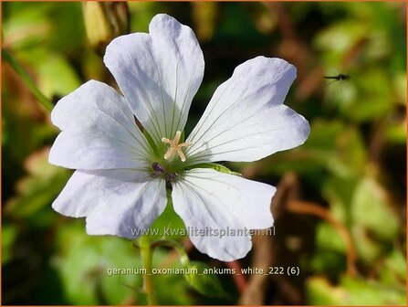 Geranium oxonianum &#039;Ankum&#039;s White&#039; | Basterd-ooievaarsbek, Ooievaarsbek, Tuingeranium, Geranium | Oxford-S