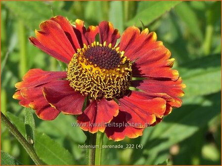 Helenium &#039;Serenade&#039; | Zonnekruid | Sonnenbraut | Helen&#039;s Flower