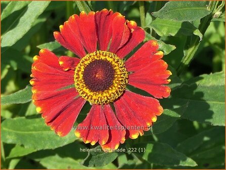 Helenium &#039;Serenade&#039; | Zonnekruid | Sonnenbraut | Helen&#039;s Flower