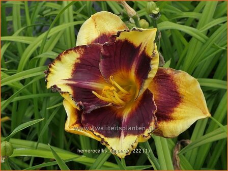 Hemerocallis &#039;Emperor&#039; | Daglelie | Taglilie | Day Lily