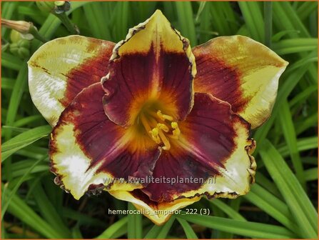 Hemerocallis &#039;Emperor&#039; | Daglelie | Taglilie | Day Lily