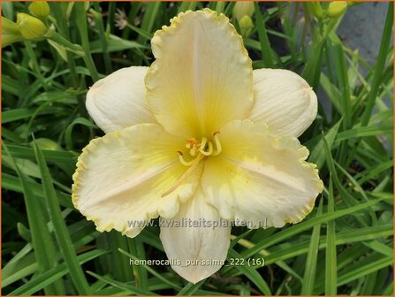 Hemerocallis &#039;Purissima&#039; | Daglelie | Taglilie | Day Lily