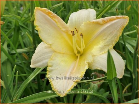 Hemerocallis &#039;Purissima&#039; | Daglelie | Taglilie | Day Lily