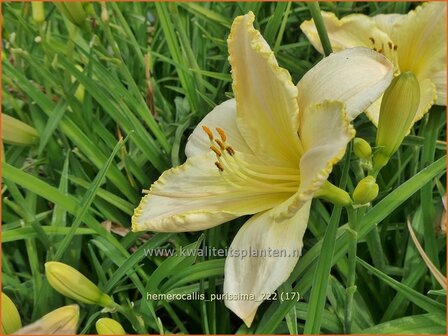 Hemerocallis &#039;Purissima&#039; | Daglelie | Taglilie | Day Lily