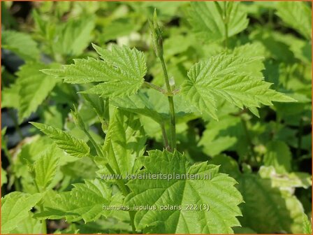 Humulus lupulus 'Polaris' | Hop | Hopfen | Wild Hops