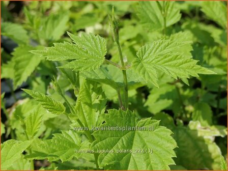 Humulus lupulus &#039;Polaris&#039; | Hop | Hopfen | Wild Hops