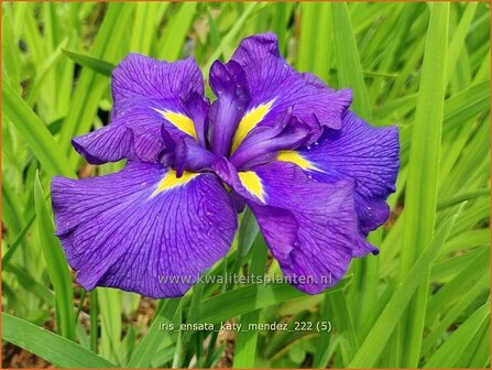 Iris ensata &#039;Katy Mendez&#039; | Japanse iris, Iris, Lis | Japanische Sumpf-Schwertlilie | Japanese Iris