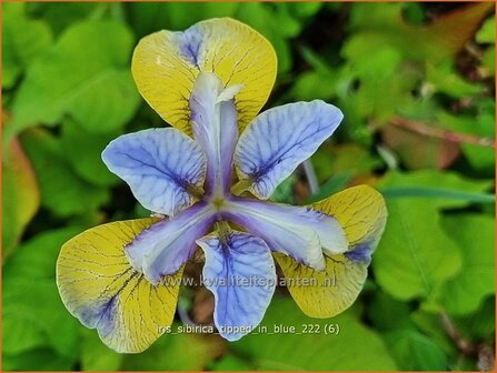 Iris sibirica &#039;Tipped in Blue&#039; | Siberische iris, Lis, Iris | Sibirische Schwertlilie | Siberian Iris