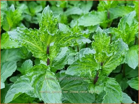 Mentha spicata var. crispa &#039;Nana&#039; | Kruizemunt, Aarmunt, Groene munt, Munt | Krause Garten-Minze | Curly Mint