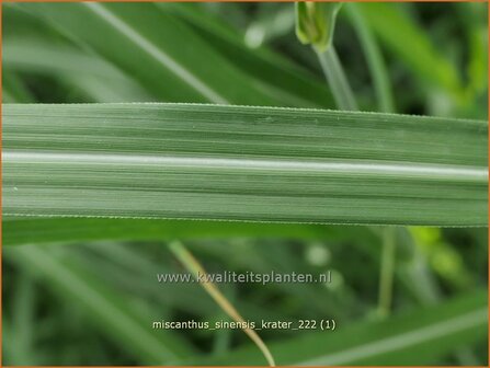 Miscanthus sinensis &#039;Krater&#039; | Chinees prachtriet, Chinees riet, Japans sierriet, Sierriet | Chinaschilf | Eulali