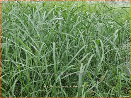 Miscanthus sinensis &#039;Krater&#039; | Chinees prachtriet, Chinees riet, Japans sierriet, Sierriet | Chinaschilf | Eulali