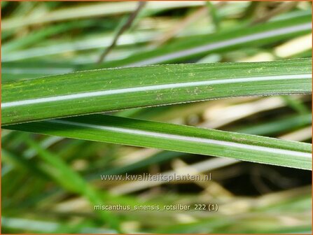 Miscanthus sinensis &#039;Rotsilber&#039; | Chinees prachtriet, Chinees riet, Japans sierriet, Sierriet | Chinaschilf | Eulalia