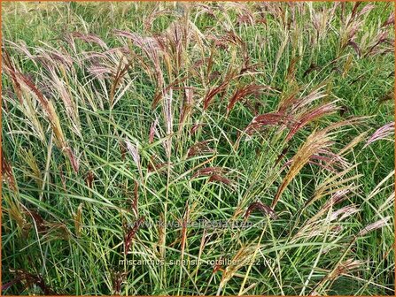 Miscanthus sinensis &#039;Rotsilber&#039; | Chinees prachtriet, Chinees riet, Japans sierriet, Sierriet | Chinaschilf | Eulalia