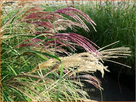 Miscanthus sinensis &#039;Rotsilber&#039; | Chinees prachtriet, Chinees riet, Japans sierriet, Sierriet | Chinaschilf | Eul