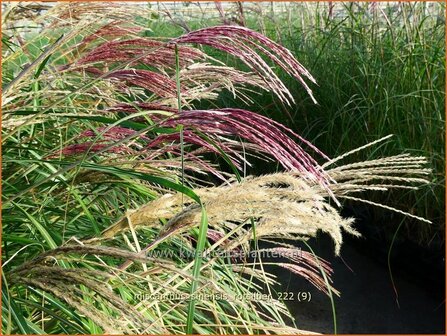 Miscanthus sinensis &#039;Rotsilber&#039; | Chinees prachtriet, Chinees riet, Japans sierriet, Sierriet | Chinaschilf | Eulalia