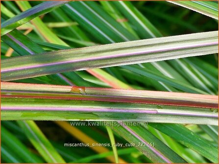 Miscanthus sinensis &#039;Ruby Cute&#039; | Chinees prachtriet, Chinees riet, Japans sierriet, Sierriet | Chinaschilf | Eulalia