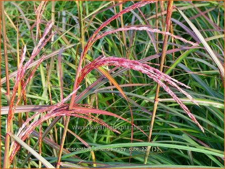 Miscanthus sinensis &#039;Ruby Cute&#039; | Chinees prachtriet, Chinees riet, Japans sierriet, Sierriet | Chinaschilf | Eul