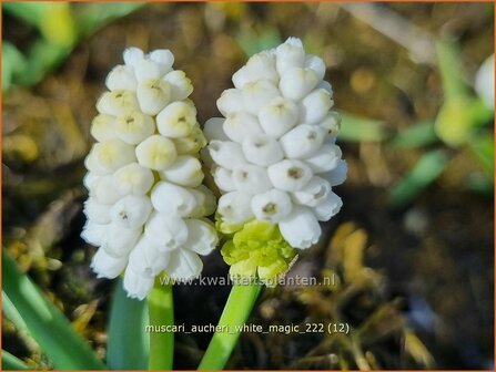 Muscari aucheri &#039;White Magic&#039; | Blauwe druifjes, Druifhyacint | T&uuml;rkische Traubenhyazinthe | Grape Hyacinth