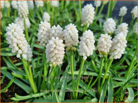 Muscari aucheri &#039;White Magic&#039; | Blauwe druifjes, Druifhyacint | T&uuml;rkische Traubenhyazinthe | Grape Hyacinth