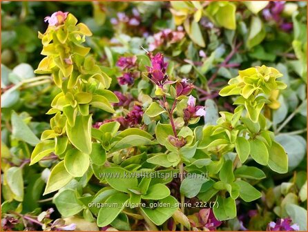 Origanum vulgare &#039;Golden Shine&#039; | Wilde marjolein, Oregano, Marjolein, Majoraan | Gelbbl&auml;ttriger Heideg&amp;#x
