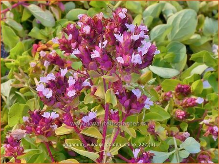 Origanum vulgare &#039;Golden Shine&#039; | Wilde marjolein, Oregano, Marjolein, Majoraan | Gelbbl&auml;ttriger Heideg&amp;#x