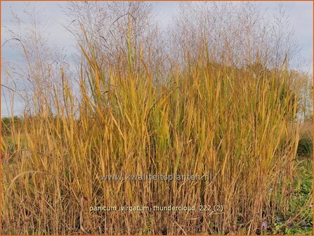 Panicum virgatum &#039;Thundercloud&#039; | Vingergras, Parelgierst | Rutenhirse | Wand Panic Grass