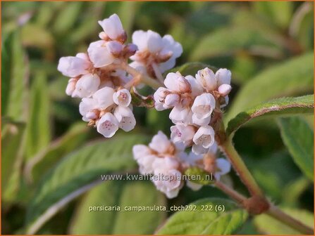 Persicaria campanulata &#039;CBCH292&#039; | Belletjesduizendknoop, Klokjesduizendknoop, Duizendknoop | Glockenkn&ouml;te