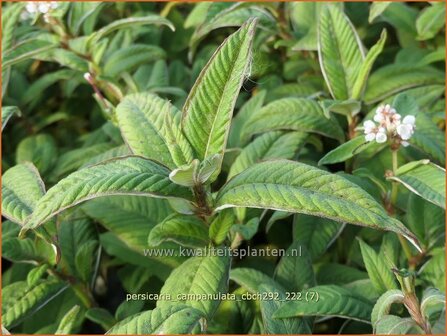 Persicaria campanulata &#039;CBCH292&#039; | Belletjesduizendknoop, Klokjesduizendknoop, Duizendknoop | Glockenkn&ouml;te