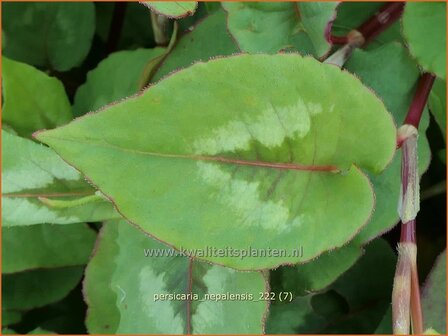 Persicaria nepalensis | Nepalese duizendknoop, Duizendknoop | Nepal-Kn&ouml;terich | Nepal Knotweed