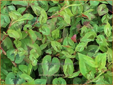Persicaria nepalensis | Nepalese duizendknoop, Duizendknoop | Nepal-Kn&ouml;terich | Nepal Knotweed