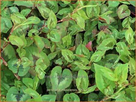 Persicaria nepalensis | Nepalese duizendknoop, Duizendknoop | Nepal-Kn&ouml;terich | Nepal Knotweed