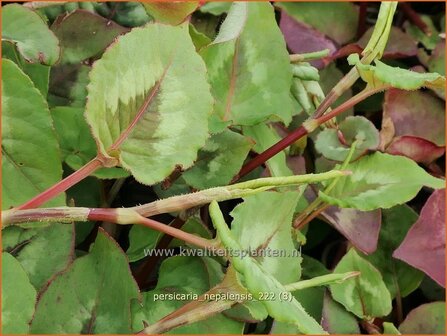 Persicaria nepalensis | Nepalese duizendknoop, Duizendknoop | Nepal-Kn&ouml;terich | Nepal Knotweed