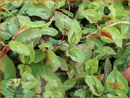 Persicaria nepalensis | Nepalese duizendknoop, Duizendknoop | Nepal-Kn&ouml;terich | Nepal Knotweed