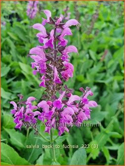Salvia &#039;Back to the Fuchsia&#039; | Salie, Salvia | Salbei | Sage