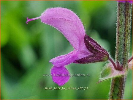 Salvia &#039;Back to the Fuchsia&#039; | Salie, Salvia | Salbei | Sage
