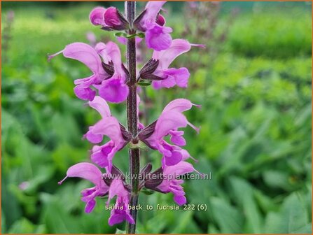 Salvia &#039;Back to the Fuchsia&#039; | Salie, Salvia | Salbei | Sage