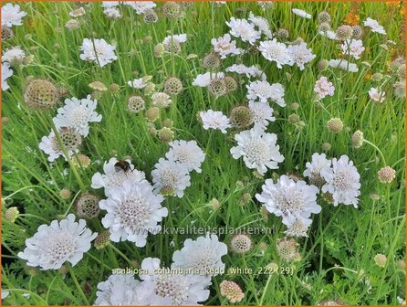 Scabiosa columbaria &#039;Kudo White&#039; | Duifkruid, Schurftkruid | Tauben-Skabiose | Pigeon&#039;s Scabious