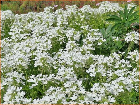 Verbena canadensis &#039;White&#039; | IJzerhard | Kanadisches Eisenkraut | Canadian Vervain