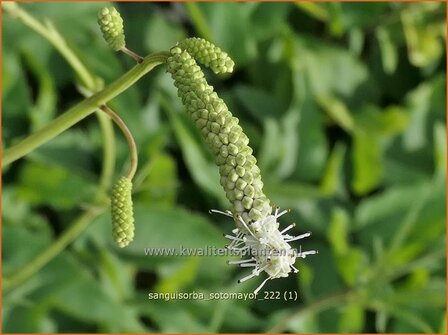 Sanguisorba 'Sotomayor' | Hoge pimpernel, Sorbenkruid, Pimpernel | Hoher Wiesenknopf | Japanese Burnet