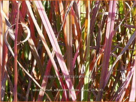 Schizachyrium scoparium 'Smoke Signal' | Klein prairiegras | Kleines Präriegras | Little Bluestem