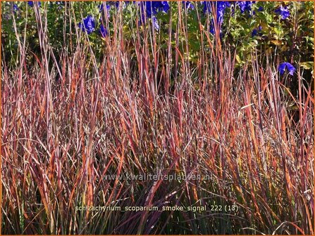 Schizachyrium scoparium 'Smoke Signal' | Klein prairiegras | Kleines Präriegras | Little Bluestem